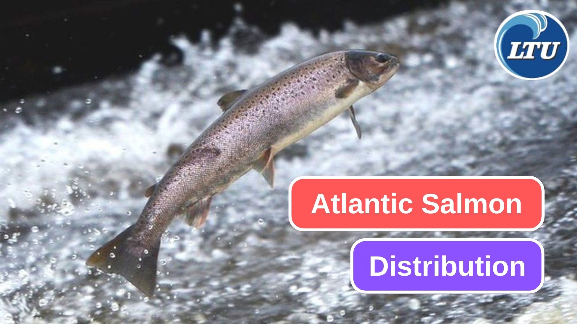 The Remarkable Range of Atlantic Salmon Distribution